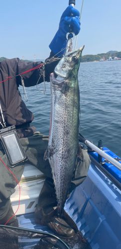 サワラの釣果