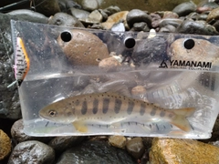 アマゴの釣果