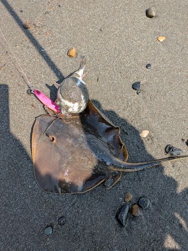 アカエイの釣果