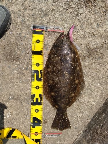 ヒラメの釣果