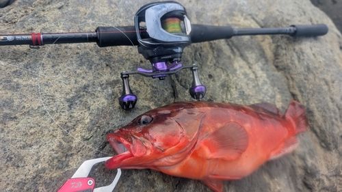 アカハタの釣果