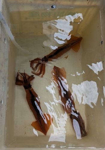 スルメイカの釣果