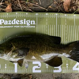 スモールマウスバス