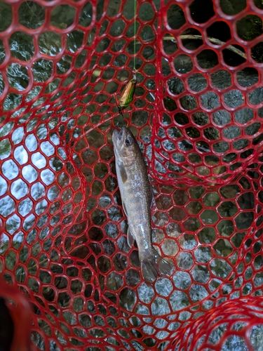 イワナの釣果