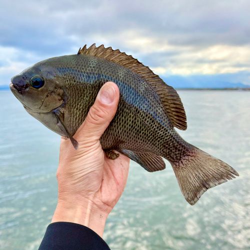 メジナの釣果