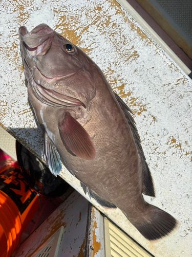 マハタの釣果