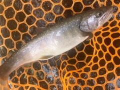 イワナの釣果