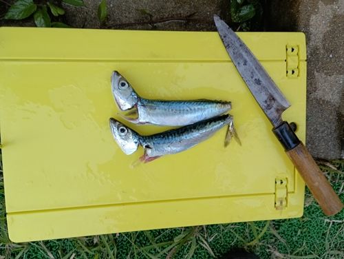 サバの釣果