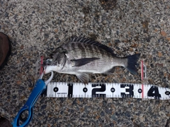 クロダイの釣果