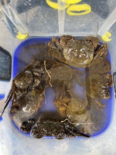 モクズガニの釣果