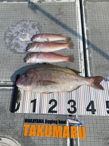 タイの釣果