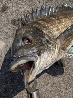 クロダイの釣果