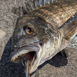 クロダイ