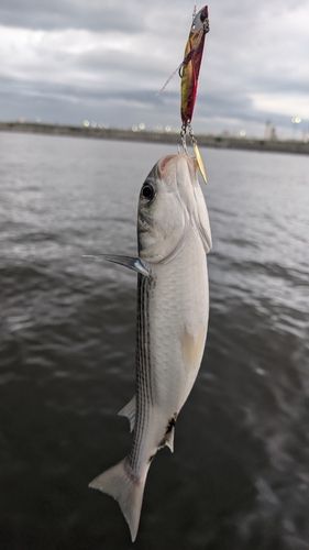 ボラの釣果