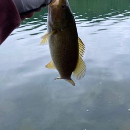 スモールマウスバス