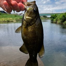 スモールマウスバス