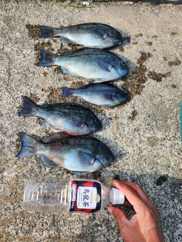 メジナの釣果