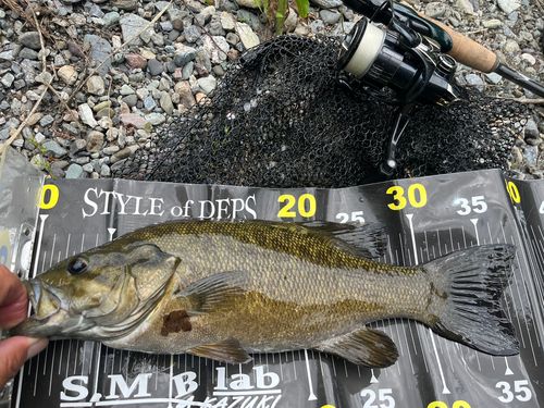 スモールマウスバスの釣果