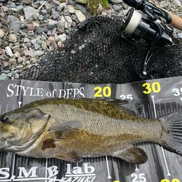 スモールマウスバス