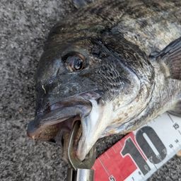 クロダイ
