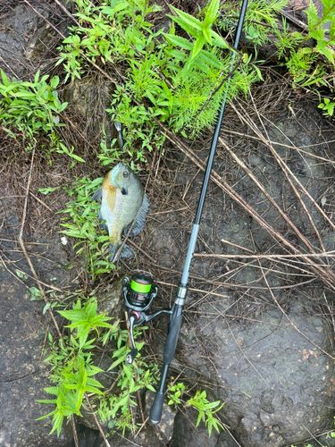 ブルーギルの釣果