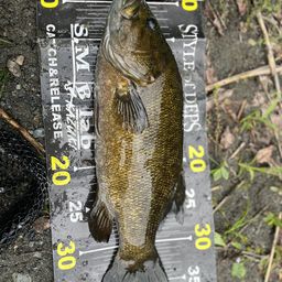 スモールマウスバス