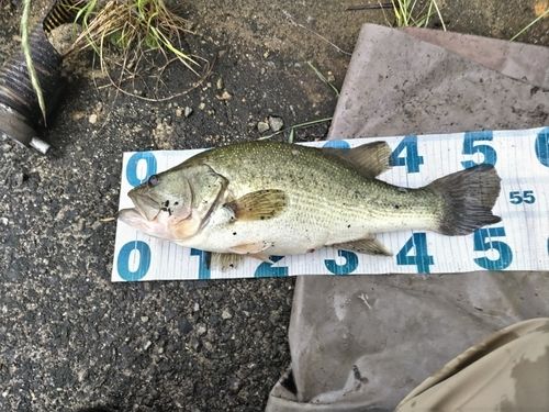 ブラックバスの釣果