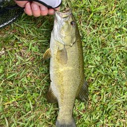 スモールマウスバス