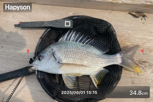 キビレの釣果