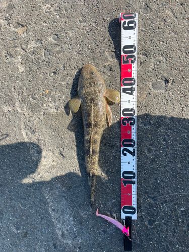 マゴチの釣果