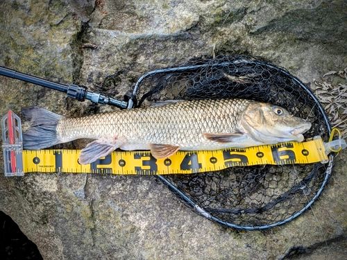 ニゴイの釣果