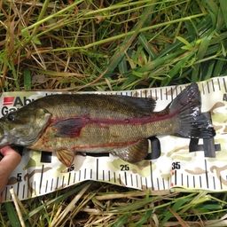 スモールマウスバス