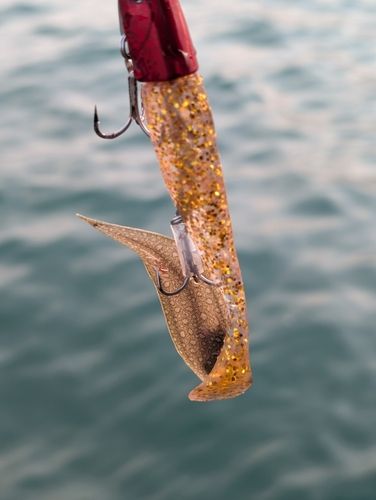 シタビラメの釣果