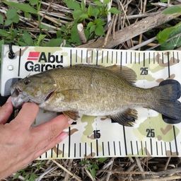 スモールマウスバス