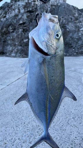 ガーラの釣果