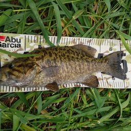 スモールマウスバス