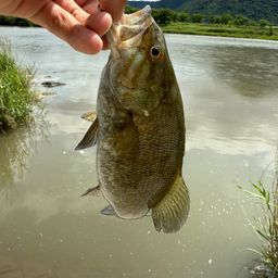 スモールマウスバス
