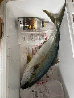 ヒラマサの釣果