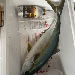 ヒラマサ