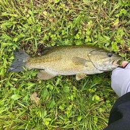 スモールマウスバス