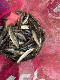 アユの釣果