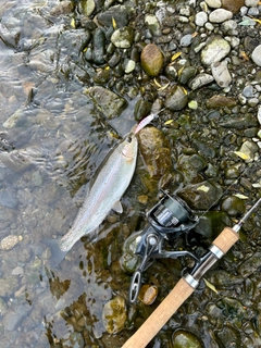 ニジマスの釣果