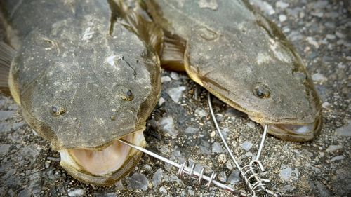 マゴチの釣果