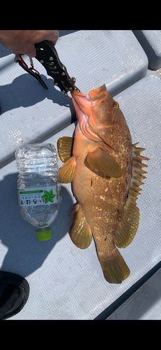 キジハタの釣果