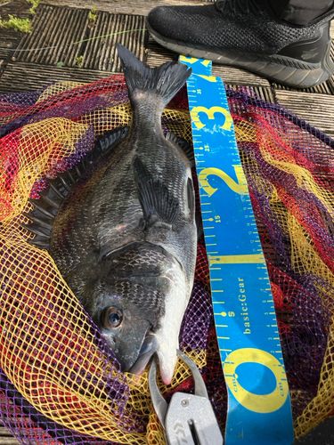 クロダイの釣果