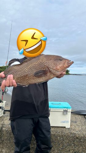 オオモンハタの釣果