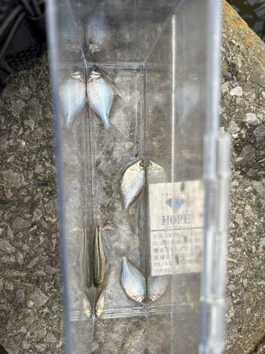 タナゴの釣果
