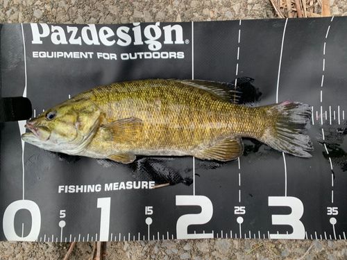 スモールマウスバスの釣果