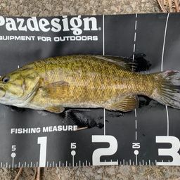 スモールマウスバス