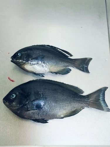 グレの釣果